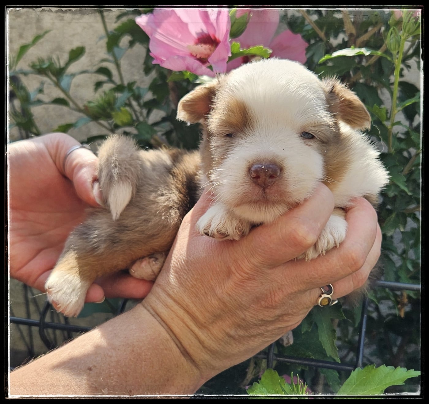 Chiot N°1 - Berger Américain Miniature 