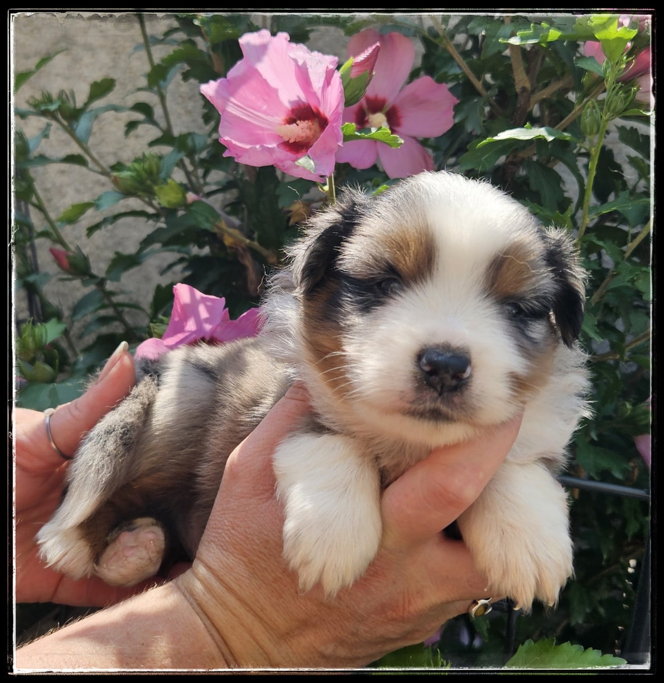 Chiot N°2 - Berger Américain Miniature 