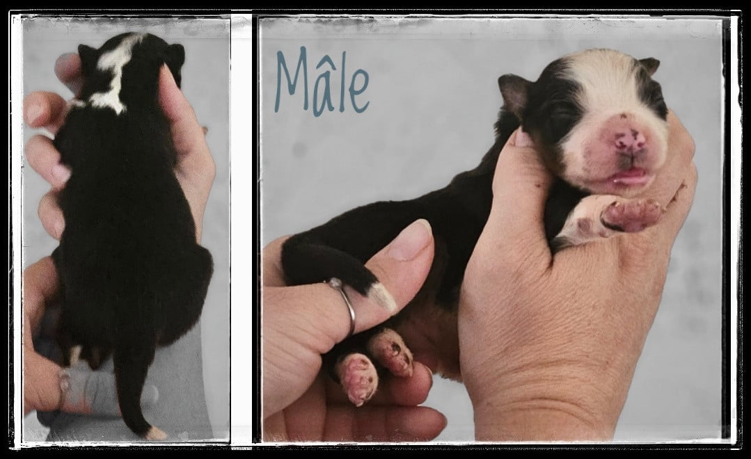 Chiot N°4 - Berger Américain Miniature 