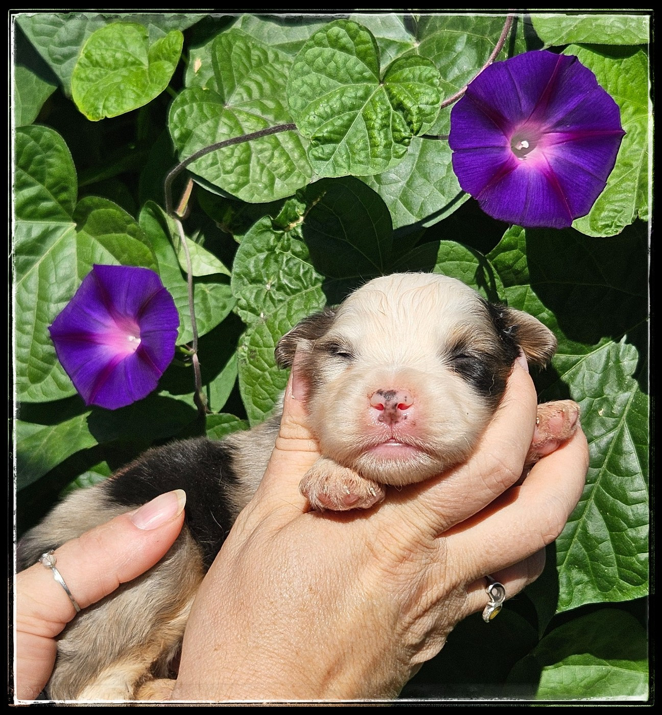 Chiot N°1 - Berger Américain Miniature 