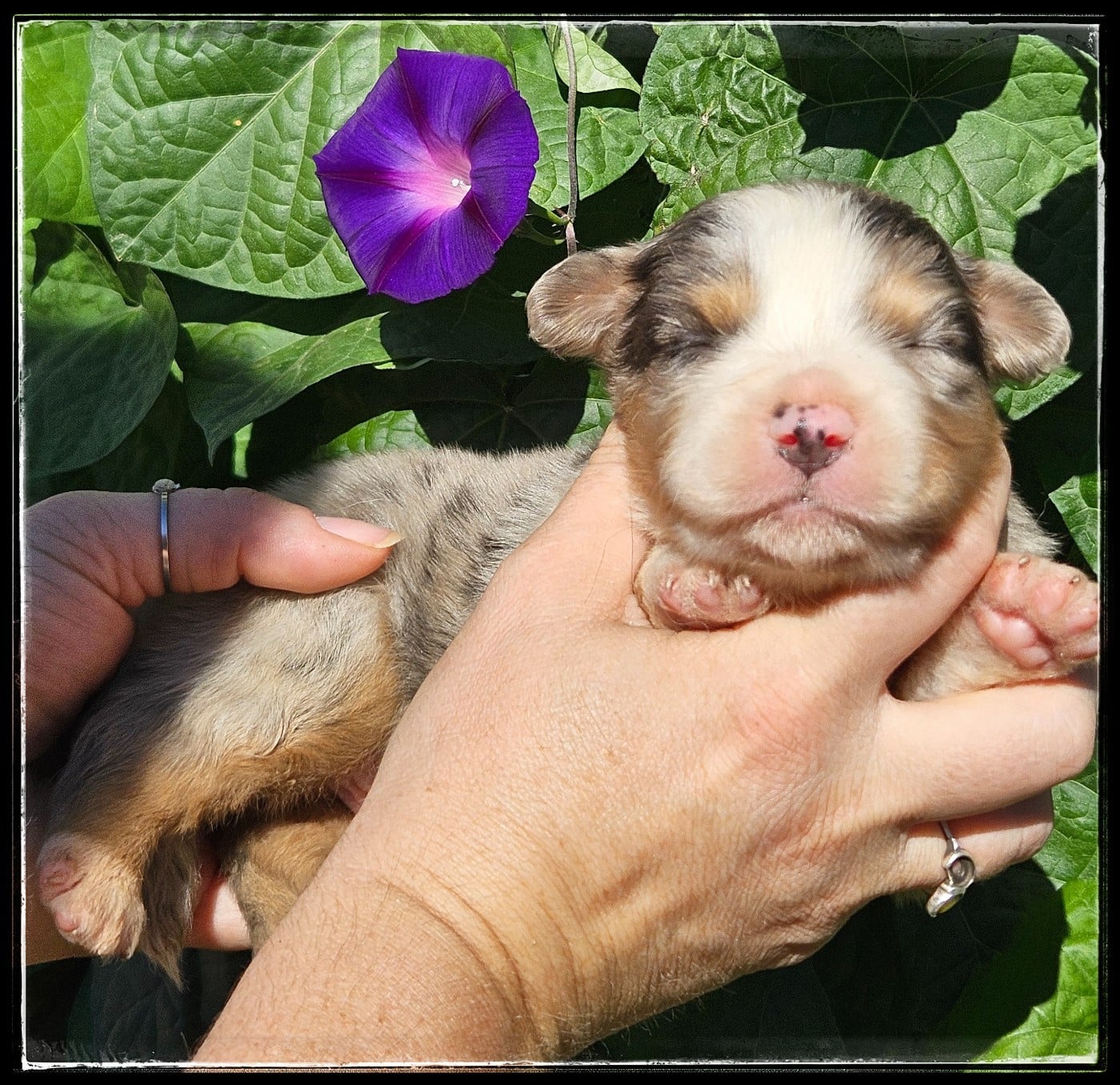 Chiot N°2 - Berger Américain Miniature 