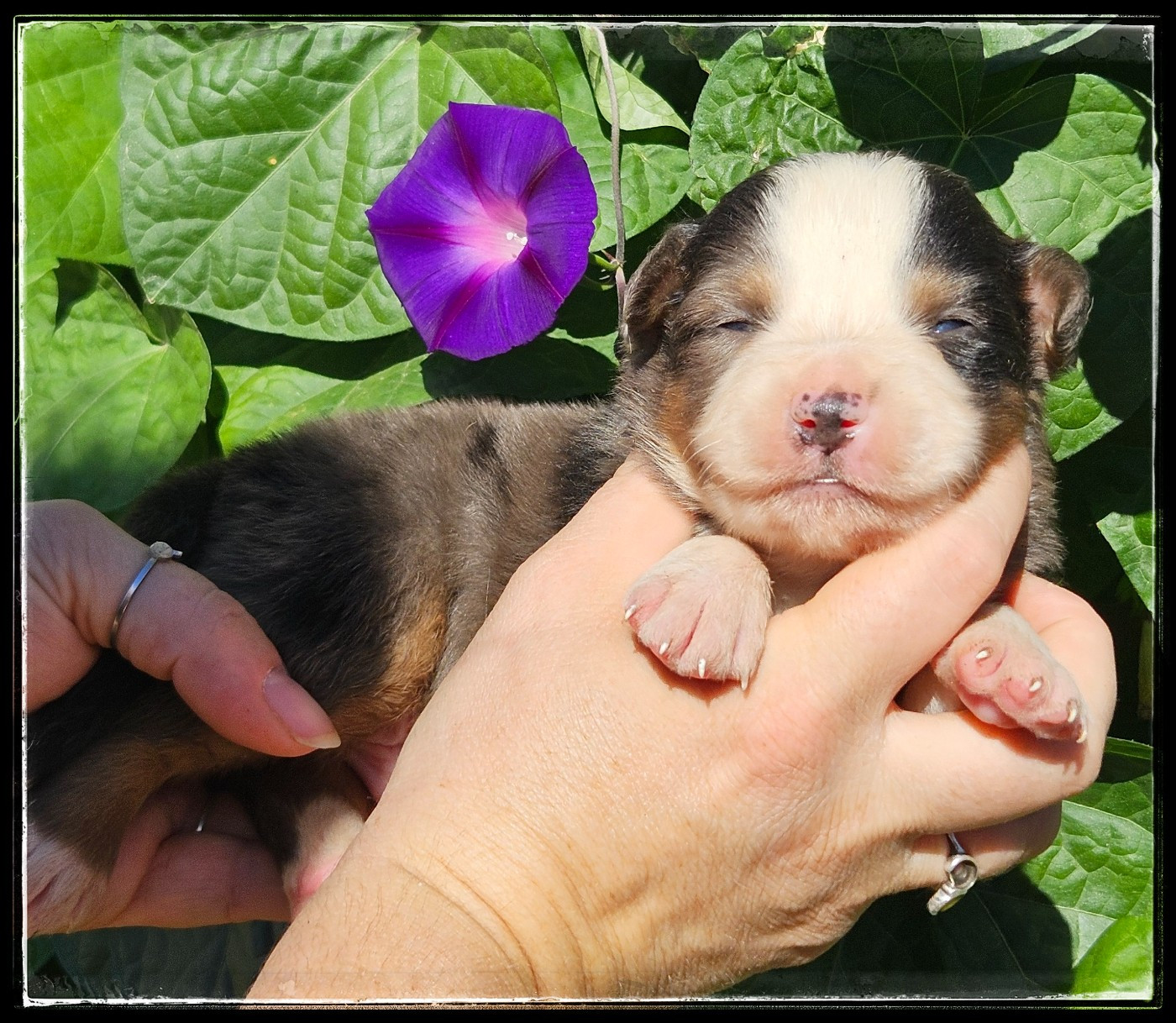 Chiot N°3 - Berger Américain Miniature 