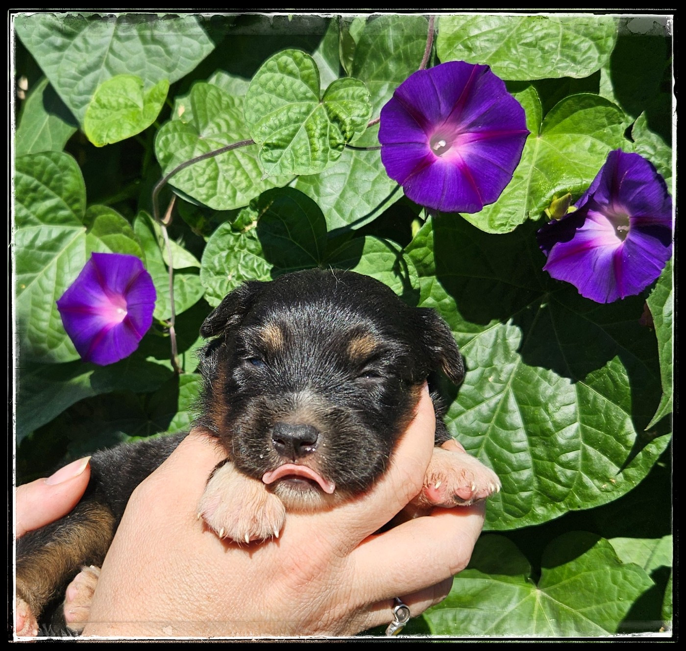 Chiot N°7 - Berger Américain Miniature 