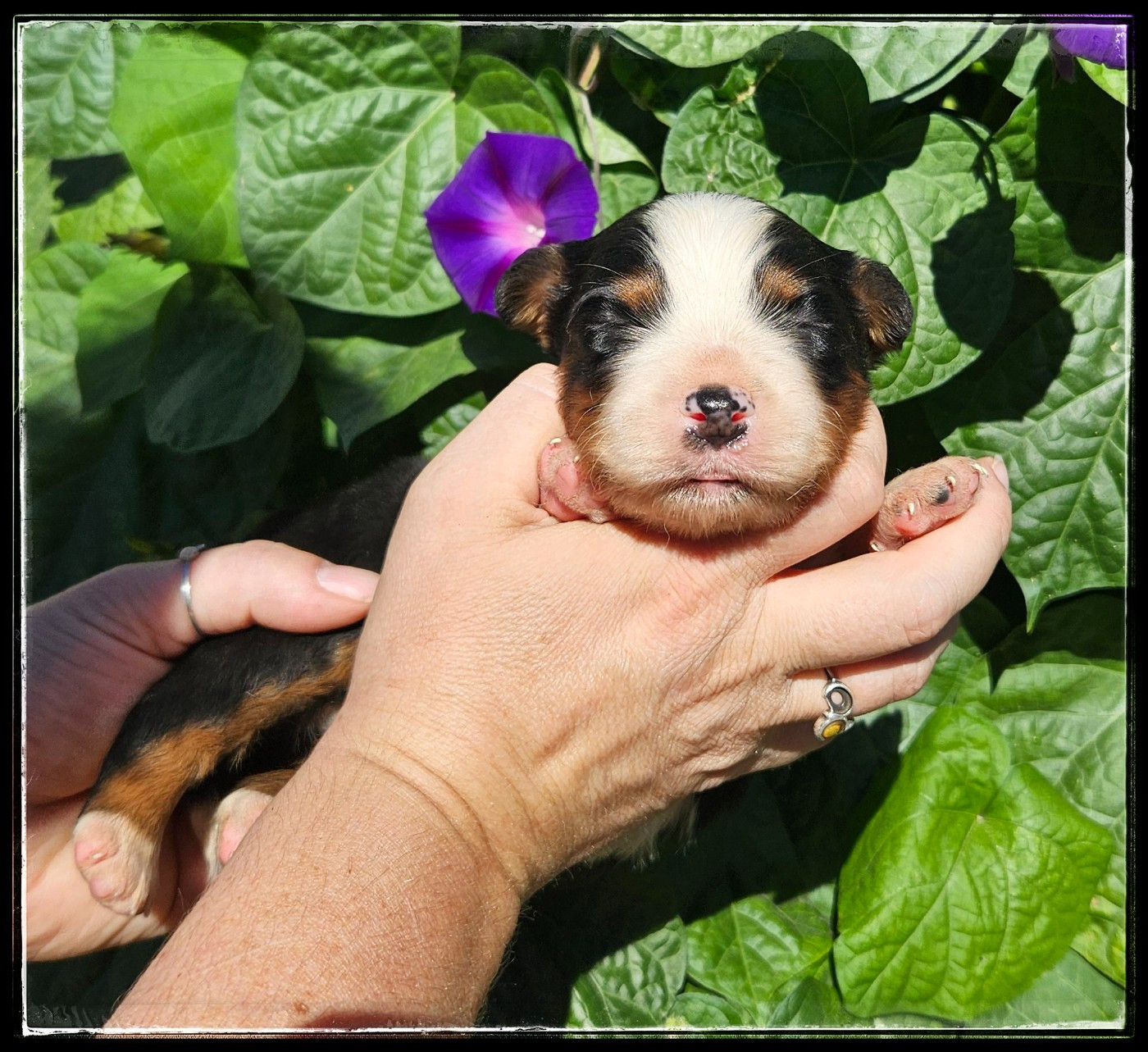 Chiot N°6 - Berger Américain Miniature 