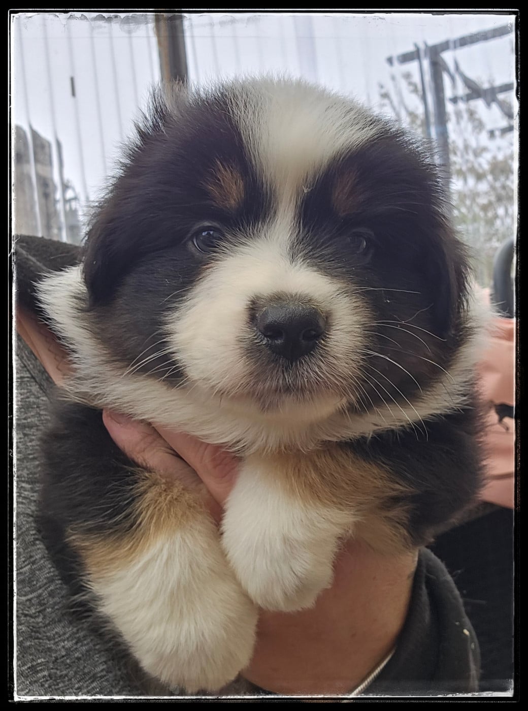 Chiot N°5 - Berger Américain Miniature 