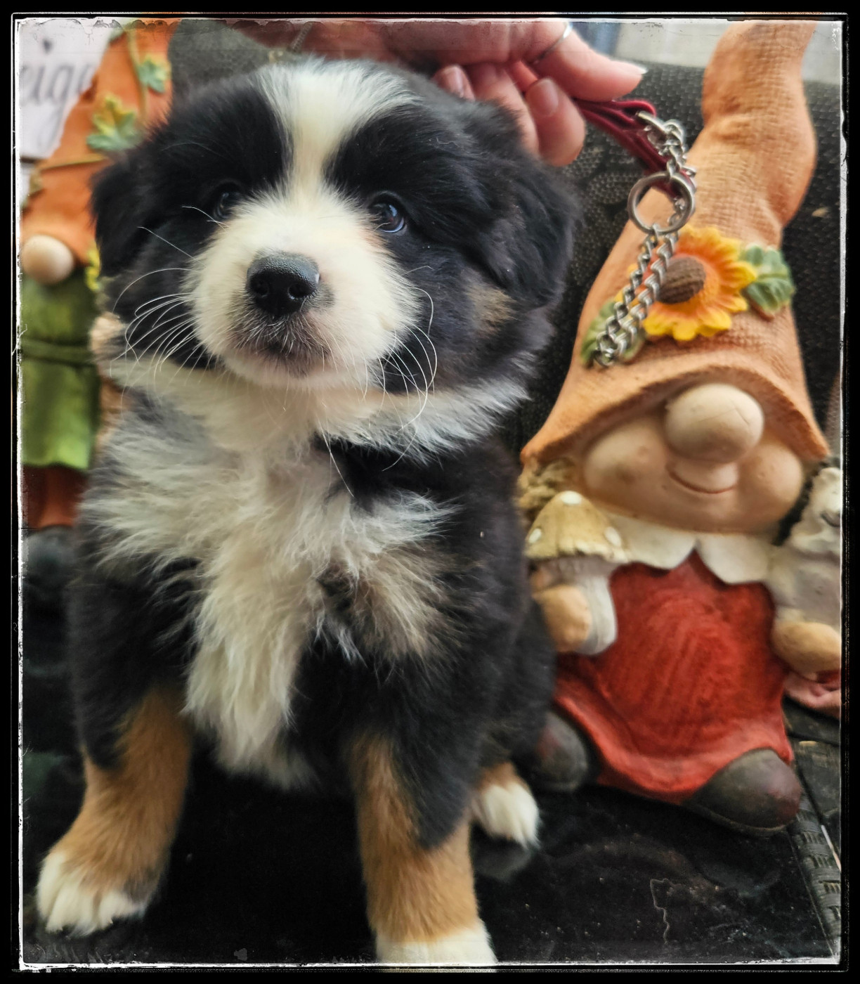 Chiot N°3 - Berger Américain Miniature 