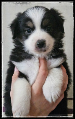 Les chiots de Berger Américain Miniature 