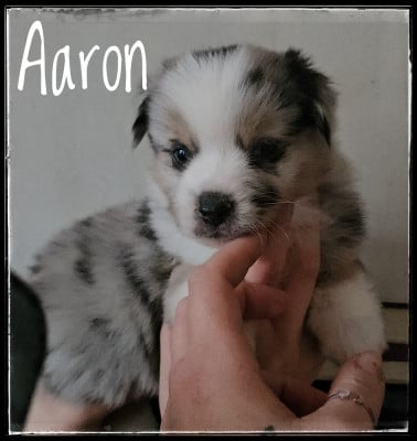 Les chiots de Berger Américain Miniature 