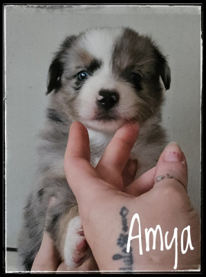 Les chiots de Berger Américain Miniature 