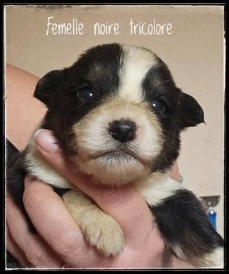 Les chiots de Berger Australien