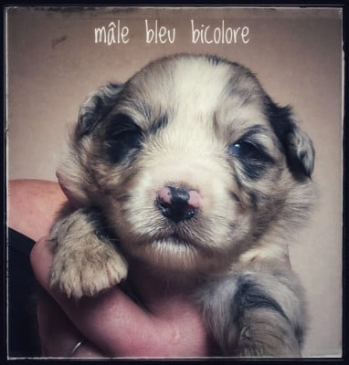 Les chiots de Berger Australien