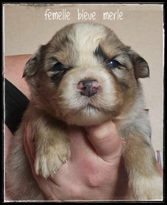 Les chiots de Berger Australien