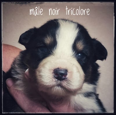 Les chiots de Berger Australien