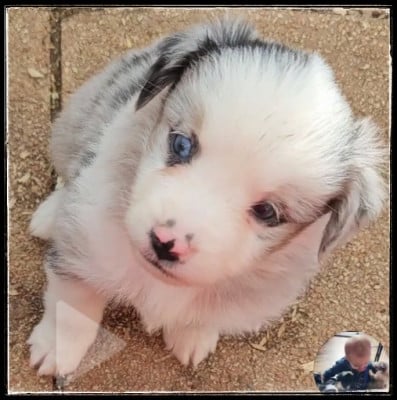 Les chiots de Berger Américain Miniature 