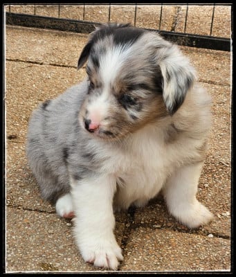 Les chiots de Berger Américain Miniature 