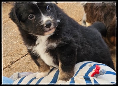 Les chiots de Berger Américain Miniature 