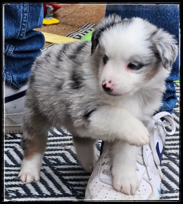 Les chiots de Berger Américain Miniature