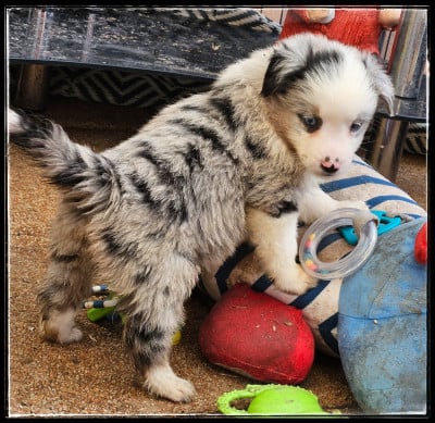 Les chiots de Berger Américain Miniature