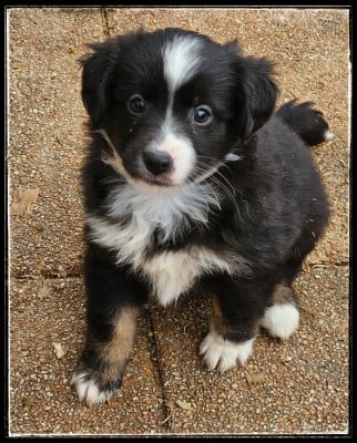 Les chiots de Berger Américain Miniature