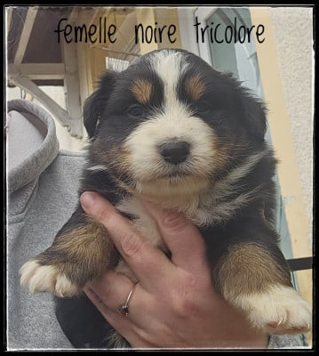 Les chiots de Berger Australien