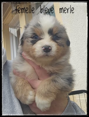 Les chiots de Berger Australien