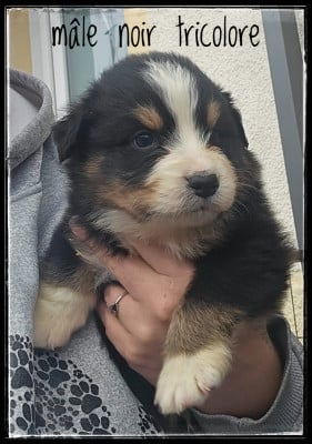 Les chiots de Berger Australien