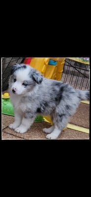 Les chiots de Berger Américain Miniature 