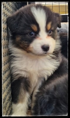 Les chiots de Berger Australien