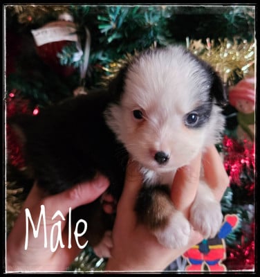 Les chiots de Berger Américain Miniature 