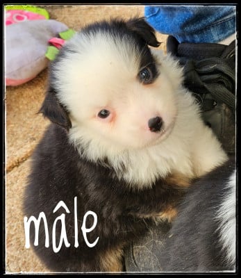 Les chiots de Berger Américain Miniature 