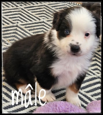 Les chiots de Berger Américain Miniature 