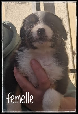 Les chiots de Berger Américain Miniature 