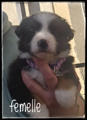 Les chiots de Berger Américain Miniature 