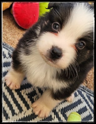 Les chiots de Berger Américain Miniature 