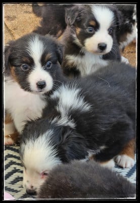 Les chiots de Berger Américain Miniature 