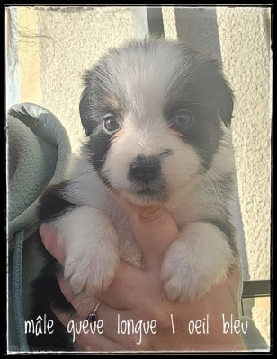 Les chiots de Berger Américain Miniature 