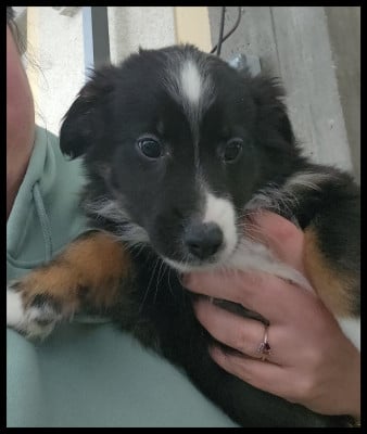 Les chiots de Berger Américain Miniature 