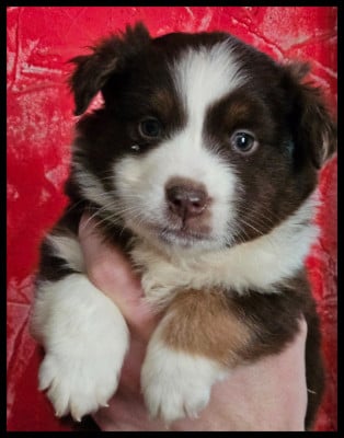 Les chiots de Berger Américain Miniature 