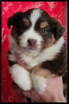 Les chiots de Berger Américain Miniature 