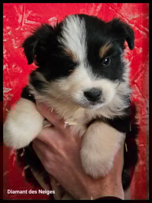 Les chiots de Berger Américain Miniature 