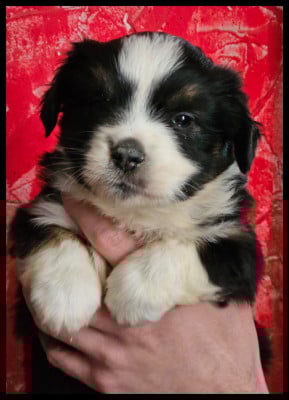 Les chiots de Berger Américain Miniature 