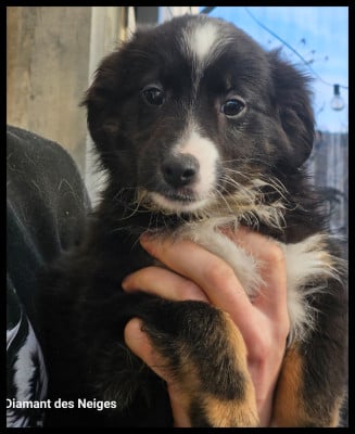 Les chiots de Berger Américain Miniature 