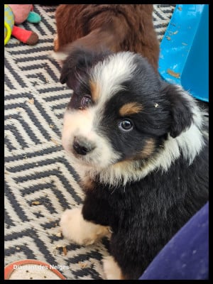 Les chiots de Berger Américain Miniature 