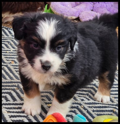 Les chiots de Berger Américain Miniature 