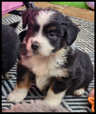 Les chiots de Berger Américain Miniature 