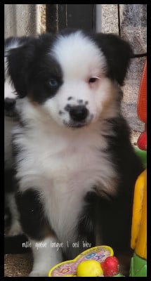 Les chiots de Berger Américain Miniature 