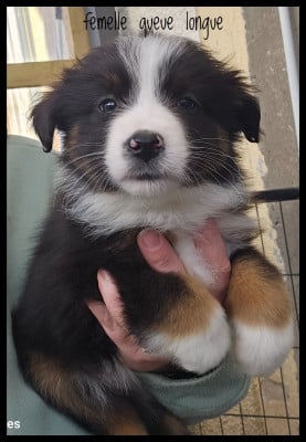 Les chiots de Berger Américain Miniature 