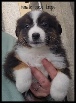 Les chiots de Berger Américain Miniature 