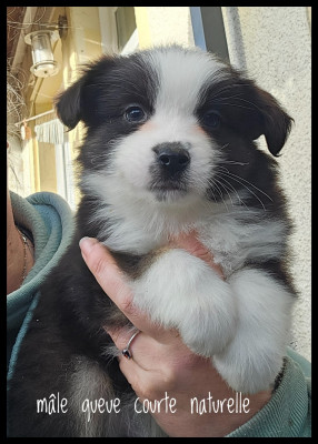 Les chiots de Berger Américain Miniature 