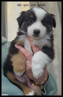 Les chiots de Berger Américain Miniature 